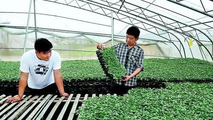 沃野织锦绣——菏泽乡村产业振兴绘就时代新画卷