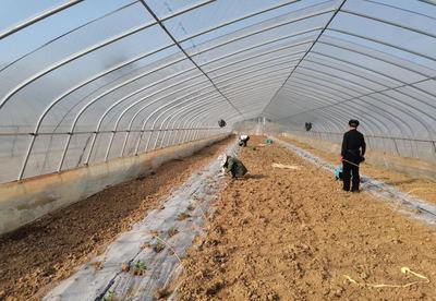 高淳漆桥 西瓜撑起甜蜜致富路，农副产品种植描绘乡村振兴新画卷