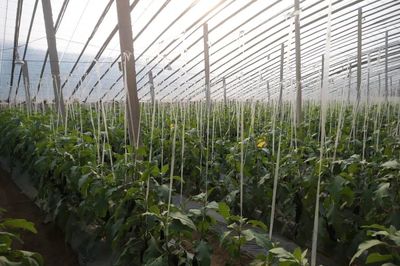 央媒看开封 河南开封托稳扶贫“菜篮子”，农副产品种植助力乡村振兴