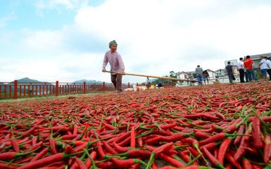 遵义辣椒红火燎原，产业集群助推农副产品种植新篇章