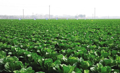 特色小镇起自“白菜之乡” 农副产品种植的振兴之路