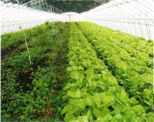 扎根沃土，服务城乡——记武汉宜鲜（陈鹏）蔬菜专业合作社的绿色之路