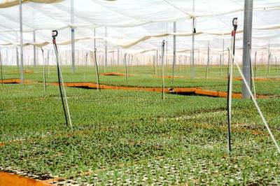 陆良大莫古 酱香产业释放魅力，农副产品种植焕发新生机