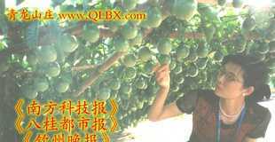 诚招百香果种植示范户与苗木销售代理商 携手共创甜蜜事业