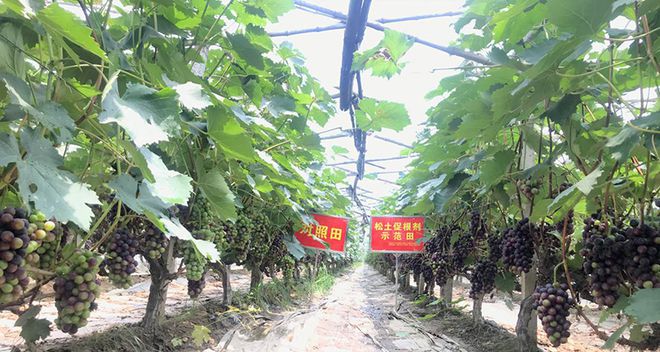 努力提升耕地质量，助力科技兴农新战略下的农副产品种植