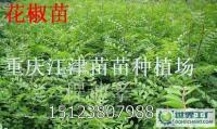 种出丰收与供给稳定 九叶青花椒芽苗高价并不神秘规模化扩产重托同您成长
